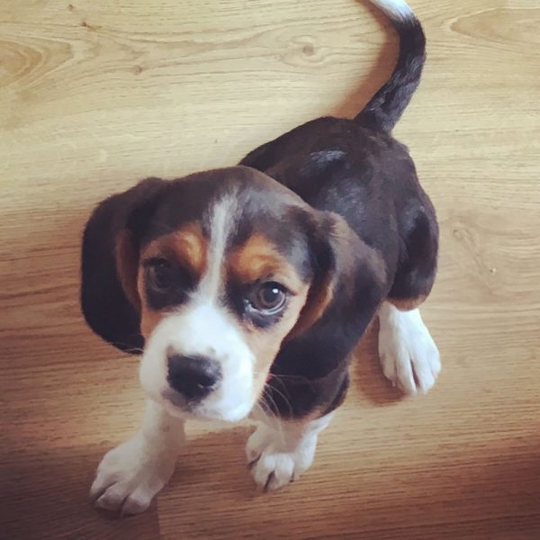 Puppy Day Care
