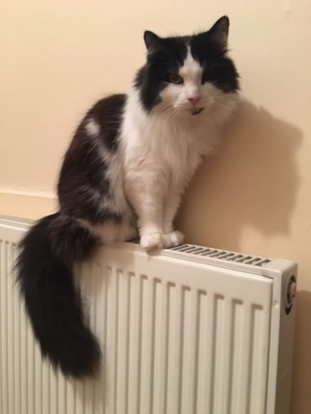 Cat on a radiator