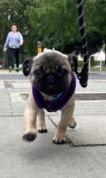 Puppy walking on lead