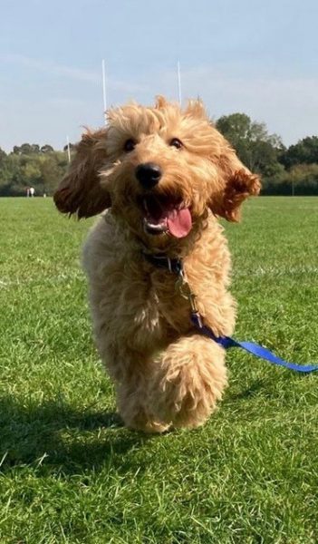 Puppy running on lead