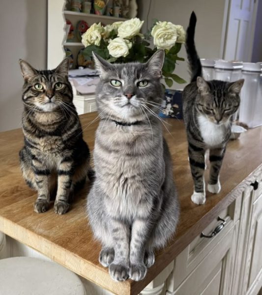 Cat sitting visits 3 cats