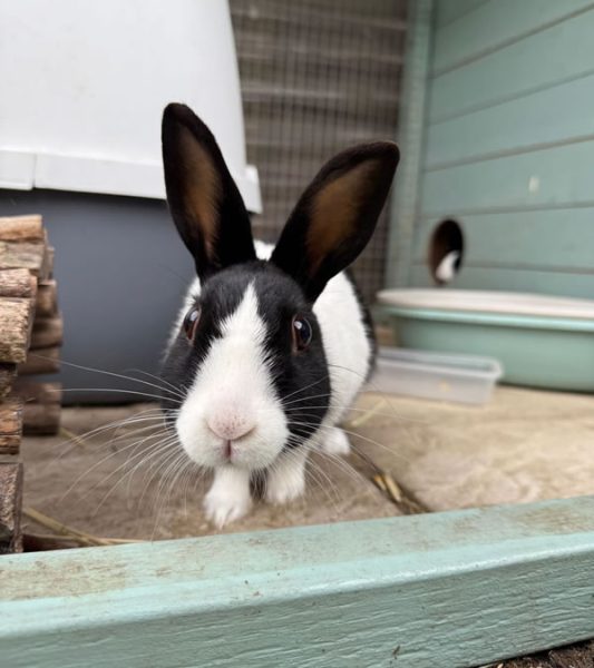 Pet visits bunny rabbit