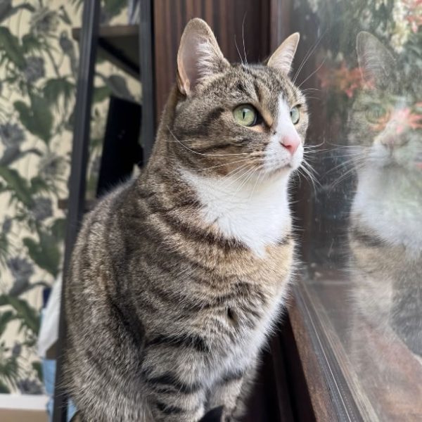 cat sitting one cat