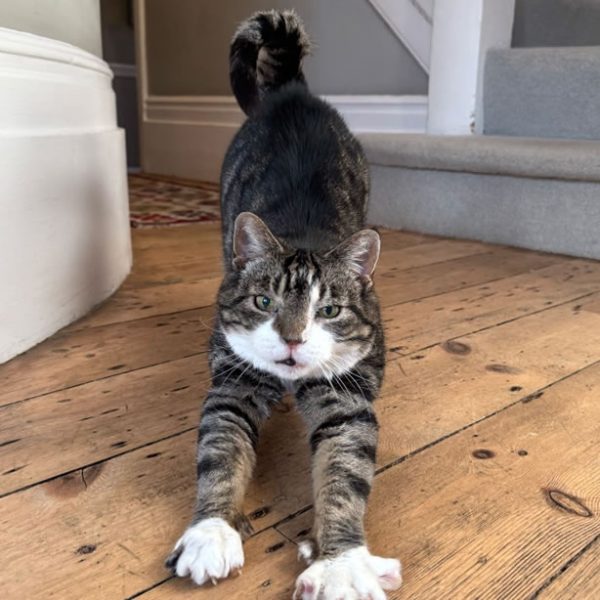 cat visits one cat