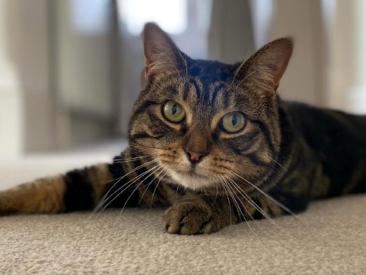 Cat visits Finchley
