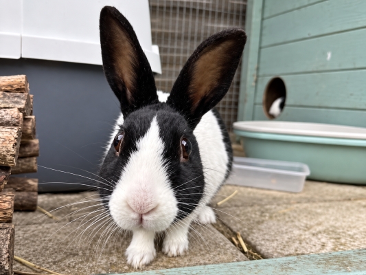 Pet Sitting Finchley Rabbit