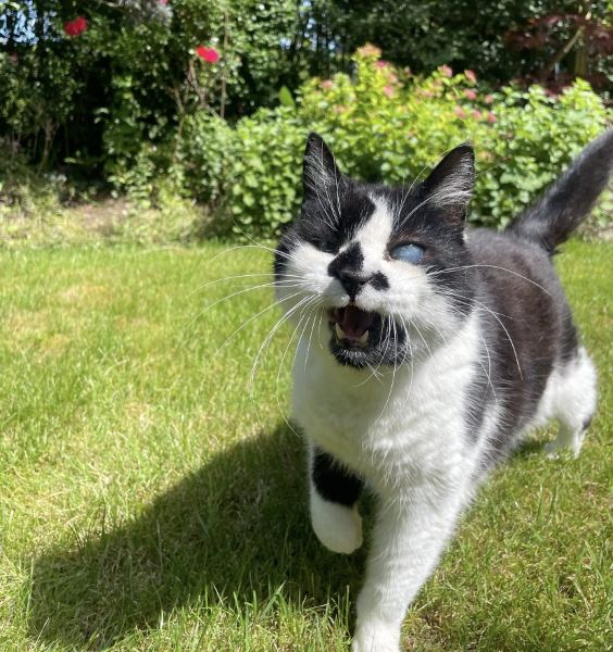 Cat visits in Finchley