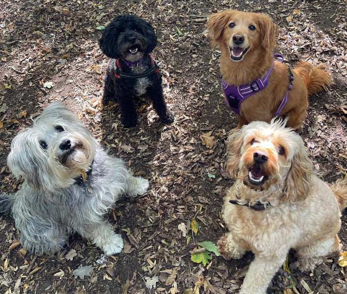 Finchley pet services group dog walk