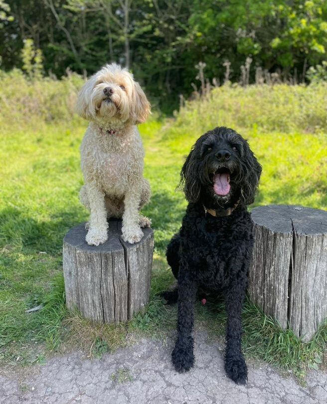 Happy dogs dog walking Finchley