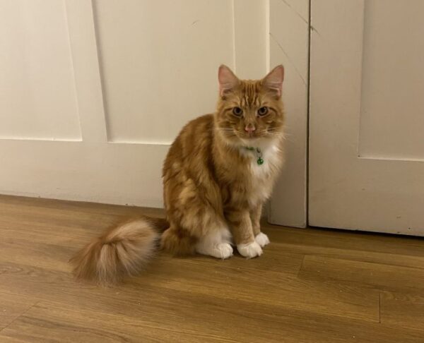 Pet Services Finchley cat visit