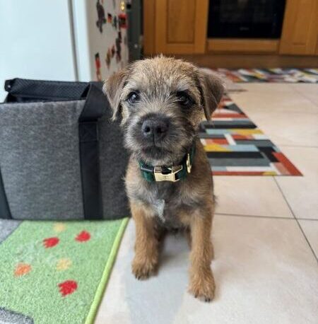 Puppy walks Finchley