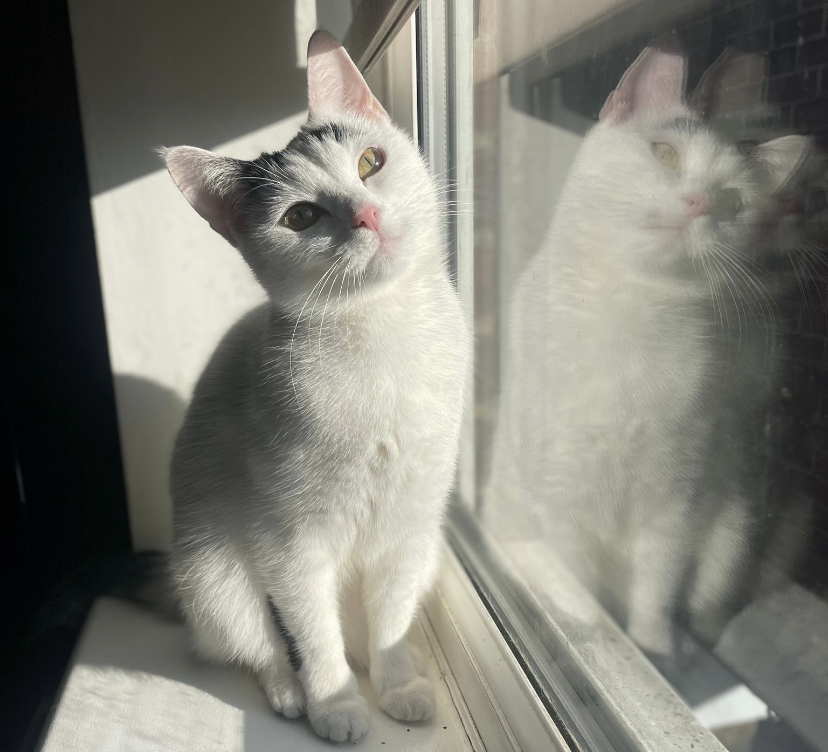 cat sitting one cat