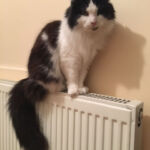 Cat on a radiator
