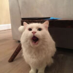 Cat with mouth open