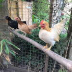 Chickens