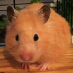 Hamster