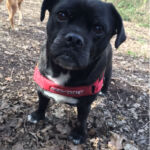 Otis
