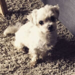 Poppet