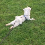 Poppet