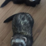 binky and biscuit