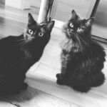 cats in black and white