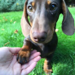dachshund