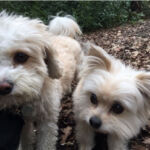 dogs