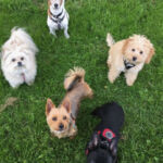 lots of dogs